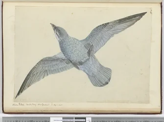 Blauwe stormvogel. Dusky Bay Nieuw-Zeeland. In hoge Z. breedte, 1772-75