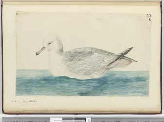 Antarctische grijze albatros, 1772-75