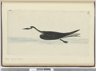Noddy. Gezien op zee in hoge Z. breedte, 1772-75