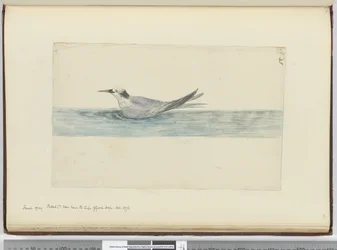 Kleine grijze stormvogel(?) gezien nabij Kaap de Goede Hoop. Okt. 1772, 1772-75
