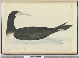 Aalscholver van Nieuw-Zeeland die hun nest in bomen maken, 1772-75
