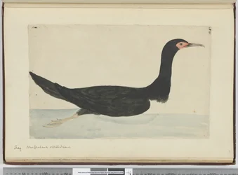Aalscholver. Nieuw-Zeeland & Staten Island, 1772-75