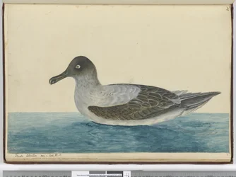 Kleine albatros gezien in breedte 65 Z., 1772-75