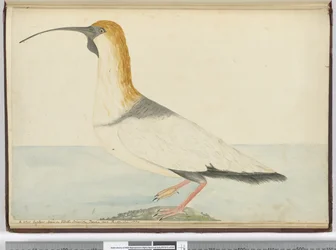 Een nieuwe wulp. Gezien op Staten Island Tierra del Fuego jan. 1774, 1772-75