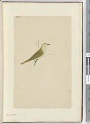 Kleine koekoek, Nieuw-Zeeland, 1772-75