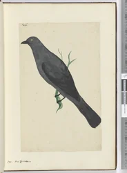Kraai, Nieuw-Caledonië, 1772-75
