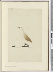 Kleine plevier, Nieuw-Zeeland, 1772-75