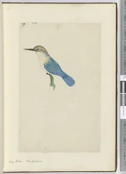 IJsvogel, Nieuw-Zeeland, 1772-75