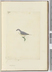 Onbekende Nieuw-Zeelandse vogel, 1772-75