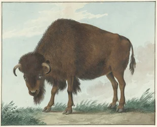 Bison