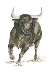 Kracht van een aanvallende stier