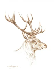 Tekening van een majestueus hert