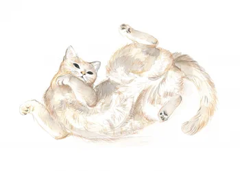 Speelse kat