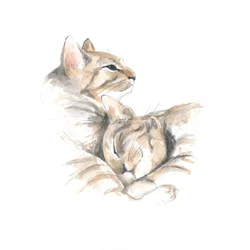 Ontspannen katten