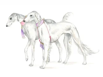 Saluki