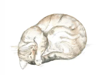 Slapende cyperse kat