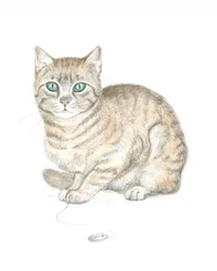 Cyperse kat en knoop
