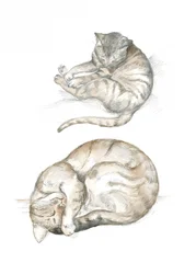 Twee kattenstudies