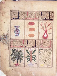 Ms. Arabe 2964 fol.49 Planten uit het Verhandeling over Theriak na Galien, 1217