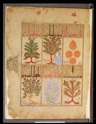 Ms. Arabe 2964 fol.57 Geneeskrachtige planten voor de theriak, uit Verhandeling over Theriak na Galien, 1217