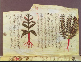 Planten uit een verhandeling van Dioscorides, 13e eeuw