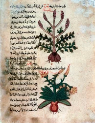 Pagina uit een medisch herbarium (manuscript)