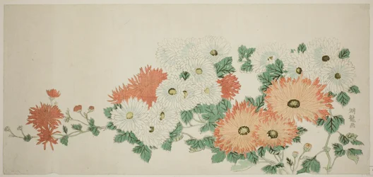 Chrysanten