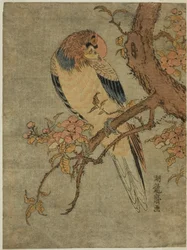 Papegaai op kweepeerboom