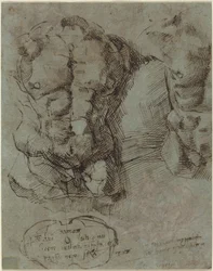 Studies van een Mannelijke Torso