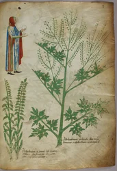 Een figuur in een gewaad met een witte wereldbol in elke hand; planten, ca.1440 (inkt en kleur op perkament)