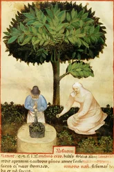 Absint, uit een manuscript over 