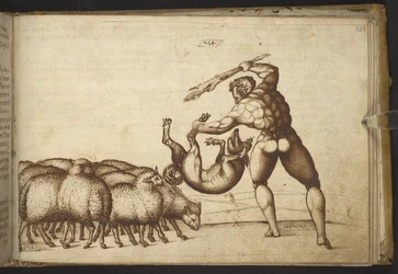 Schapen (