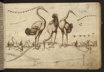 Kraanvogels (