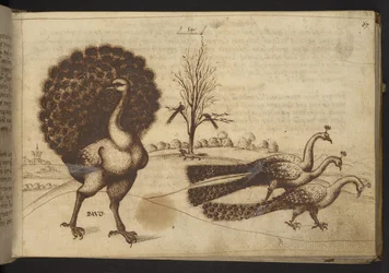 Add. 82955, f.53 Pauwen ("pavo"), uit Historia Animalium, bestaande uit 245 pen-en-inkttekeningen van verschillende diersoorten en mythische wezens, elk vergezeld van een beschrijving, 1595