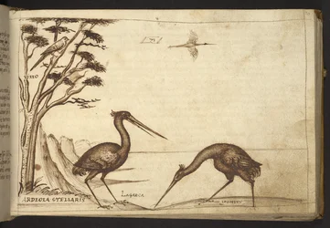 Reiger (