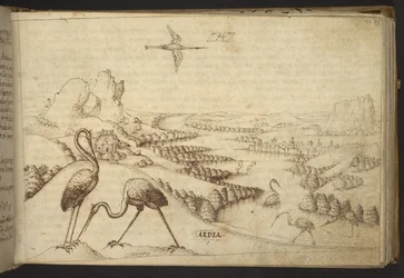 Reigers (