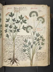Een kruidenboek, Belluno