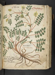 Een kruidenboek, Belluno