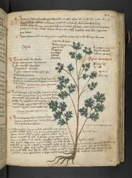 Een kruidenboek, Belluno