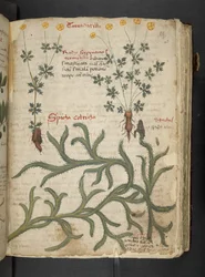 Een kruidenboek, Belluno