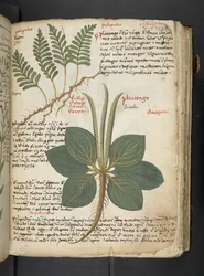 Een kruidenboek, Belluno