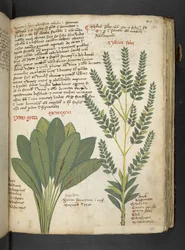 Een kruidenboek, Belluno
