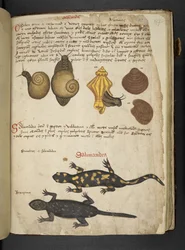 Chiocciole en Salamandra, uit 