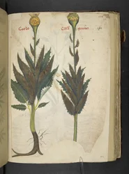 Cardo, uit een kruidenboek, Belluno
