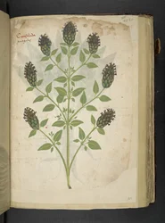 Consolida, uit een kruidenboek, Belluno