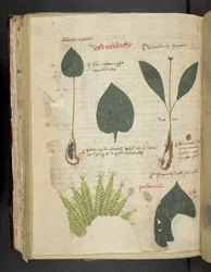 Longkruid, uit een kruidenboek, Belluno