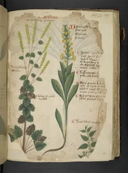 Een kruidenboek, Belluno
