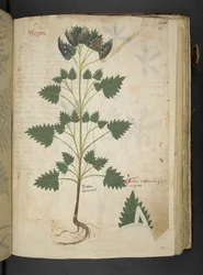 Nepta, uit een kruidenboek, Belluno