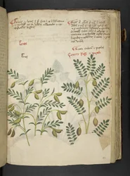 Add MS 41623 f.116r 