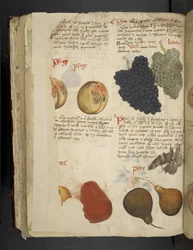 Fruits, uit 